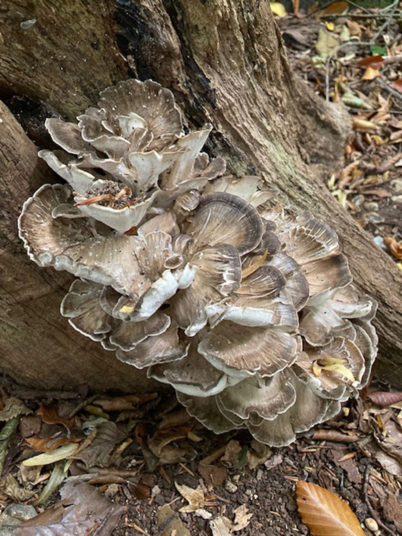 Photo © Paul Allen Grifola frondosa by Paul Allen